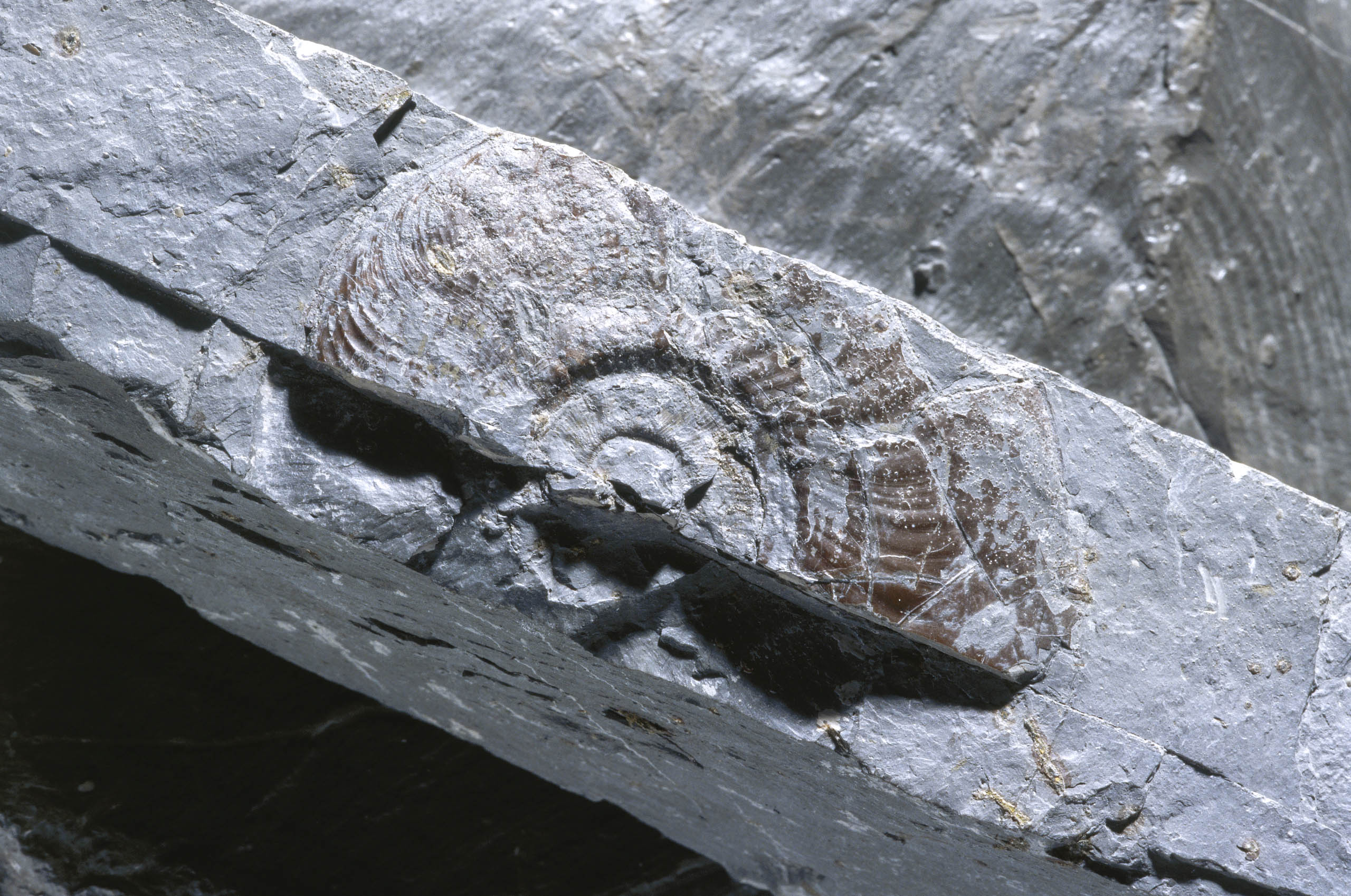 Gesteinsschicht mit Fossil eines Teils einer grossen Meeresschnecke